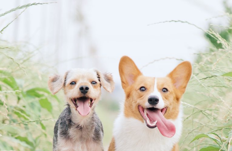 Preventing Home Dog Fights in Sanford